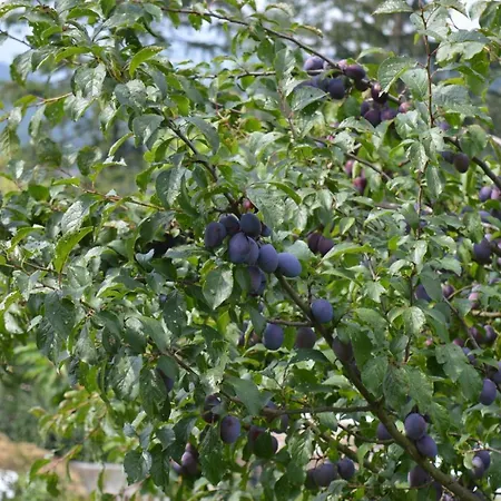 Skałka Gospodarstwo agroturystyczne Wisła
