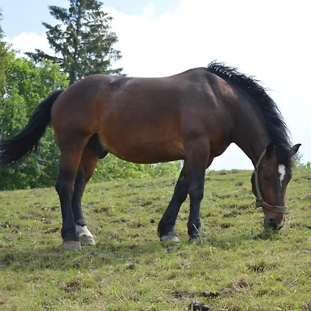 Farm stay Skalka Wisla