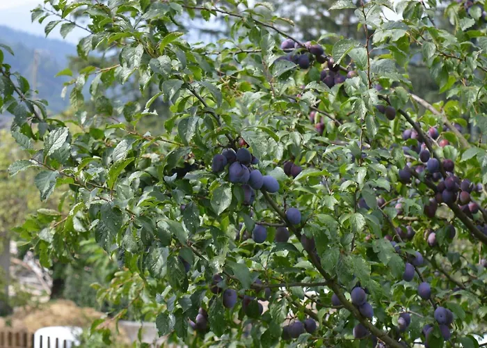 Skalka Vakantieboerderij Wisła