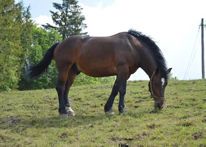 Vakantieboerderij Skalka Wisła